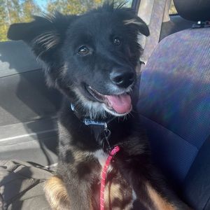 Meet your Posher, Allison